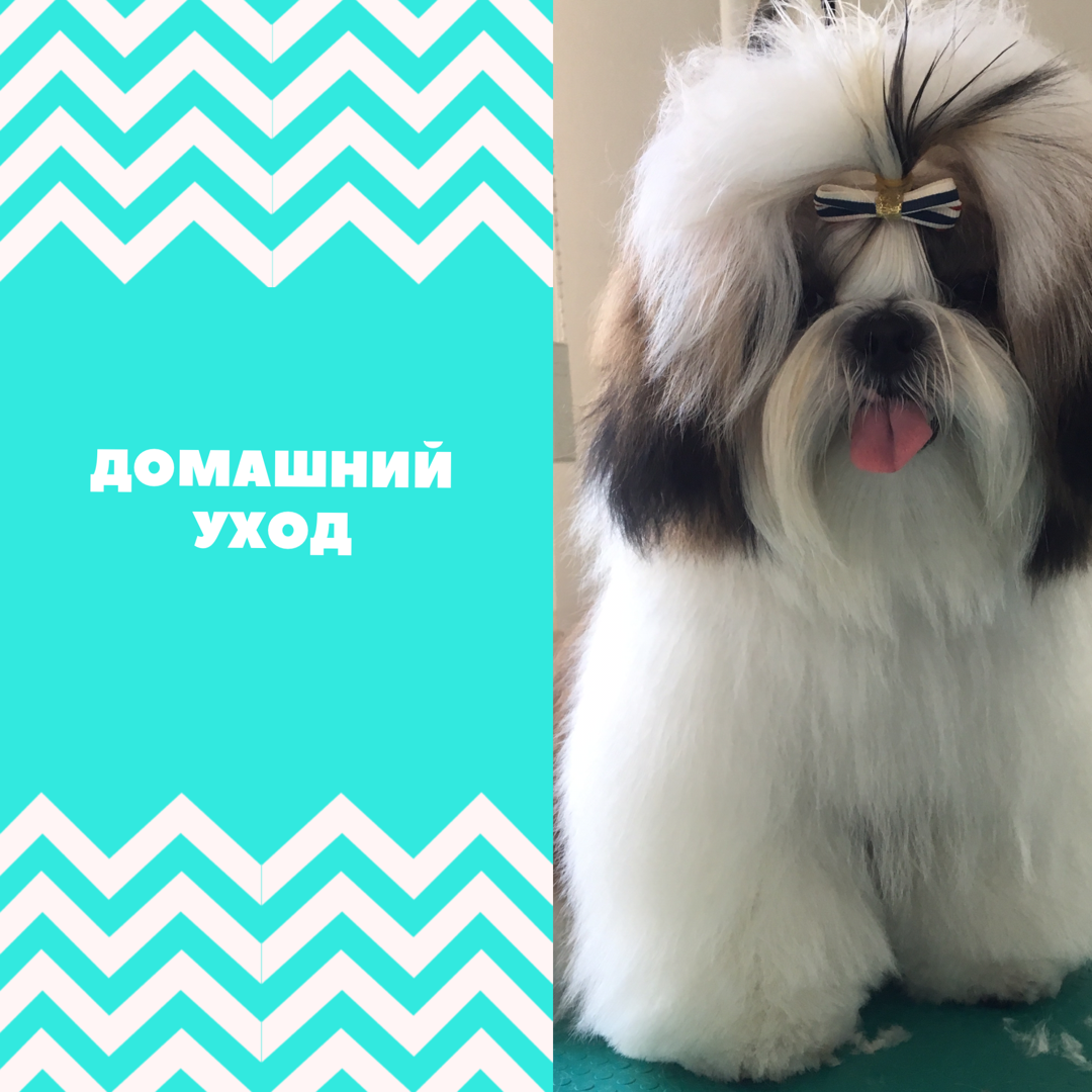 На фото щенок Ши-Тцу, 6 месяцев, после гигиенической стрижки.