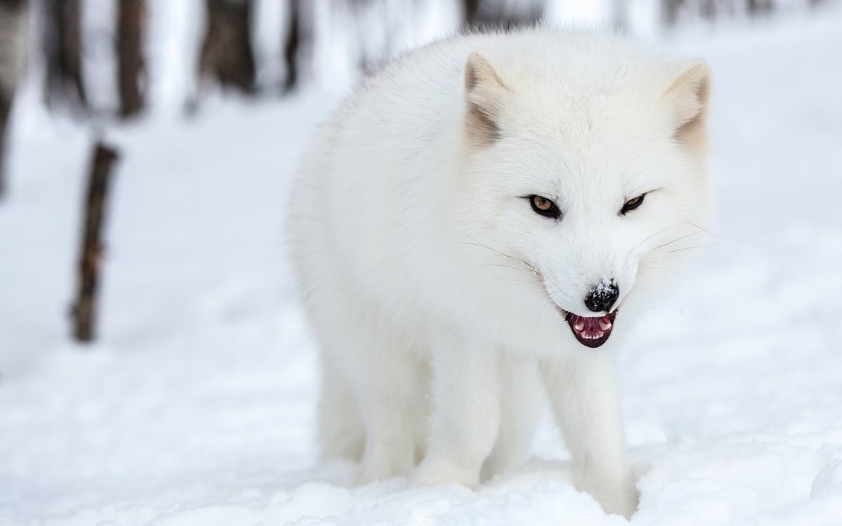  «А, это ты, родной, опять пришел?» Ну, заходи, хулио иглесиас... Какой ни есть, а свой, привычный.