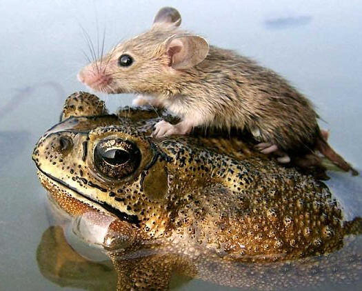 Альтруизм присущ не только людям.  Фото: the alien next door