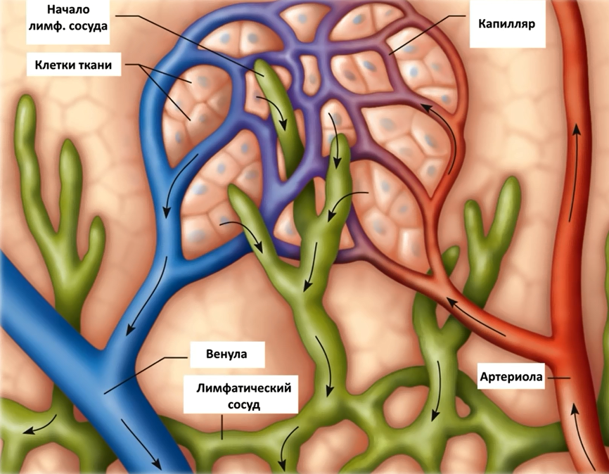 Вот так лимфатическая система взаимодействует (ЛС) с кровеносной, и только в одном месте они пересекаются