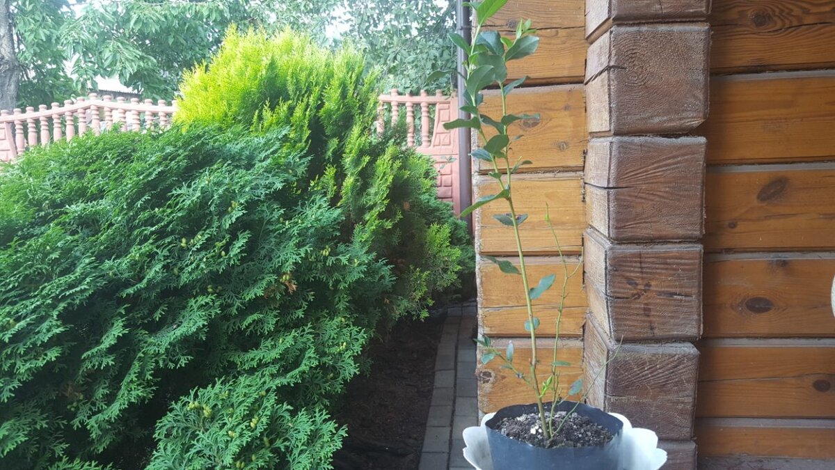 саженец голубики через три недели.