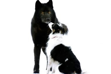 На фото: Ромео с Дакотой