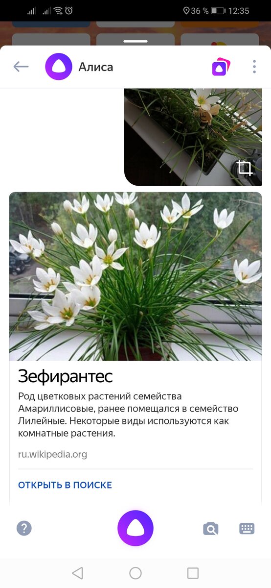 ‎App Store: PictureThis: Цветы и деревья