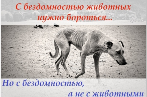 И как много бездомных животных. Как много брошенных котят и щеночков...