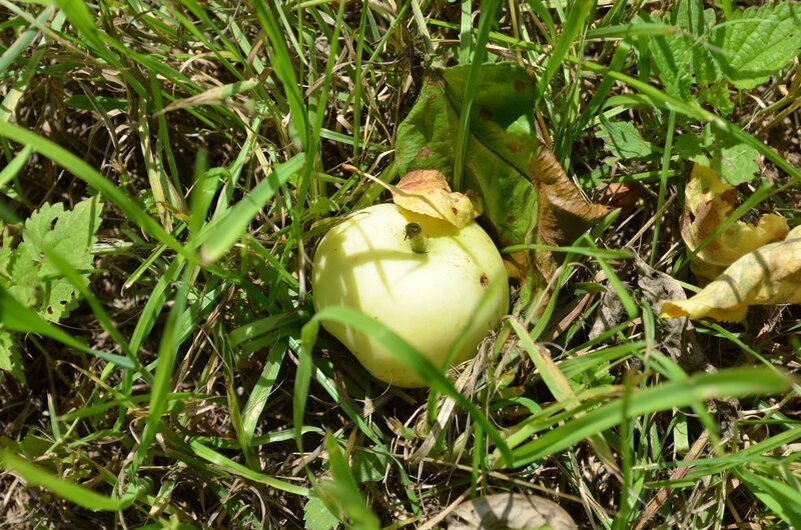 Что делать, если незрелые плоды опадают с яблони