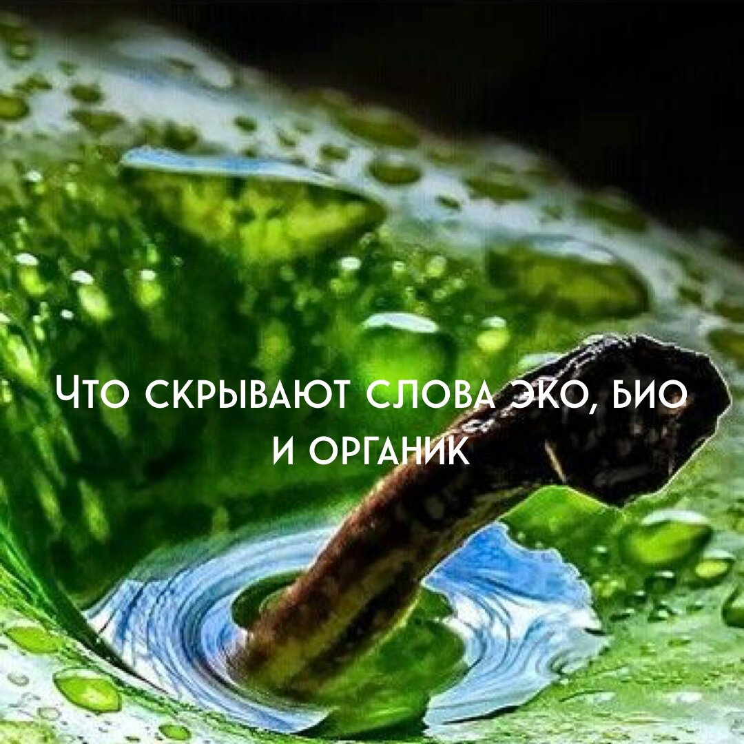 в чем отличие слов био, эко и органик в наших продуктах 