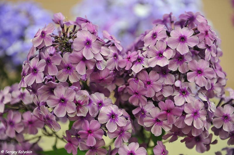 Флокс Карабановские ситцы