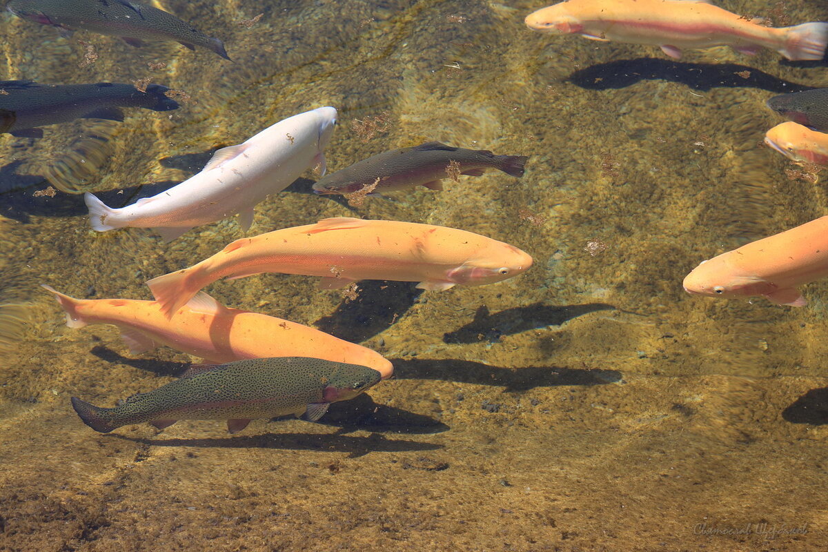 Взрослая форель в прудах форелевого хозяйства