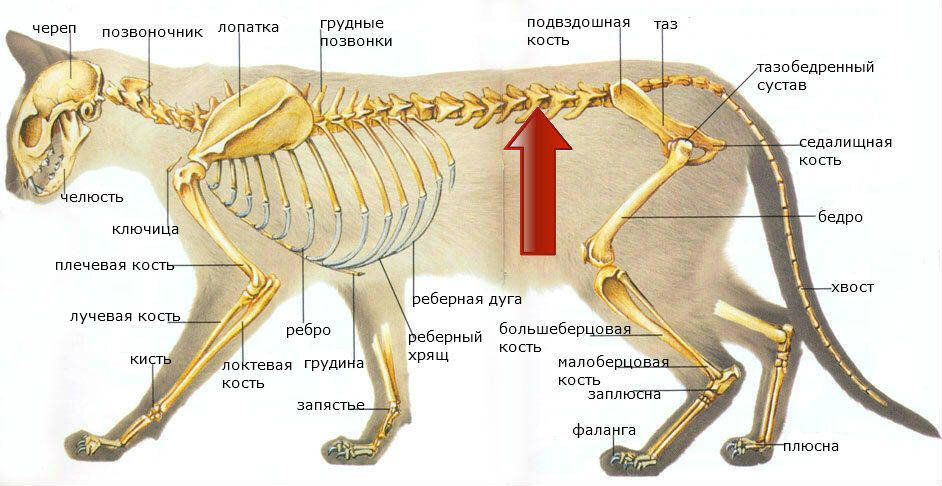 Частые причины появления