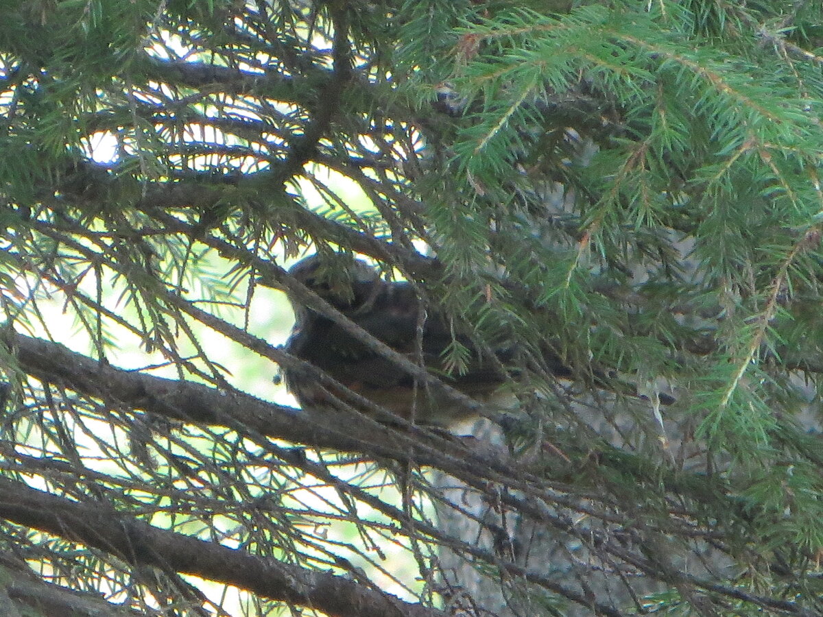 Дрозд на елке