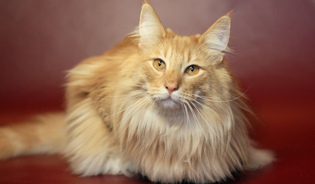 Изображение взято с источника www.kp.ru