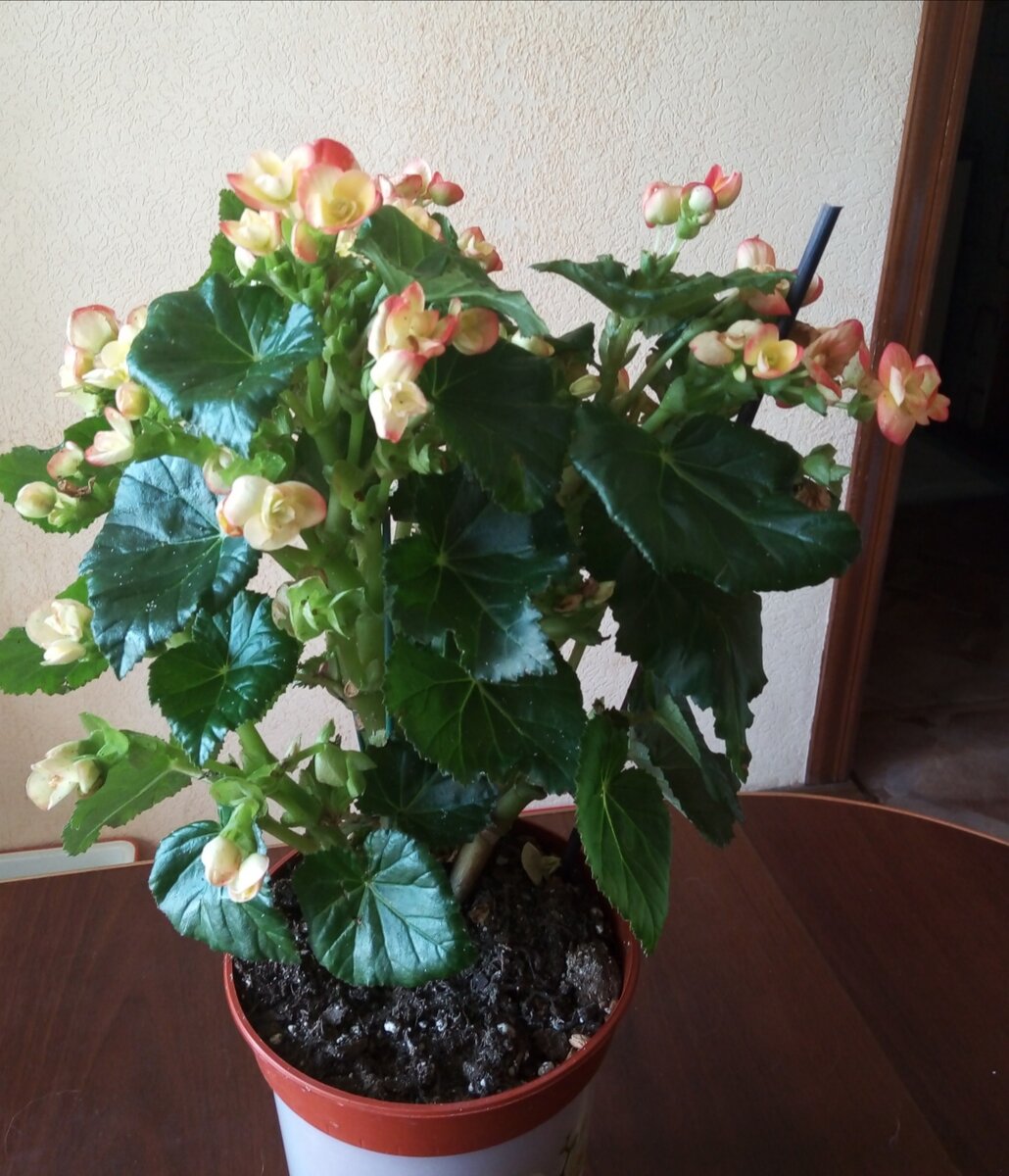 Моя прелесть