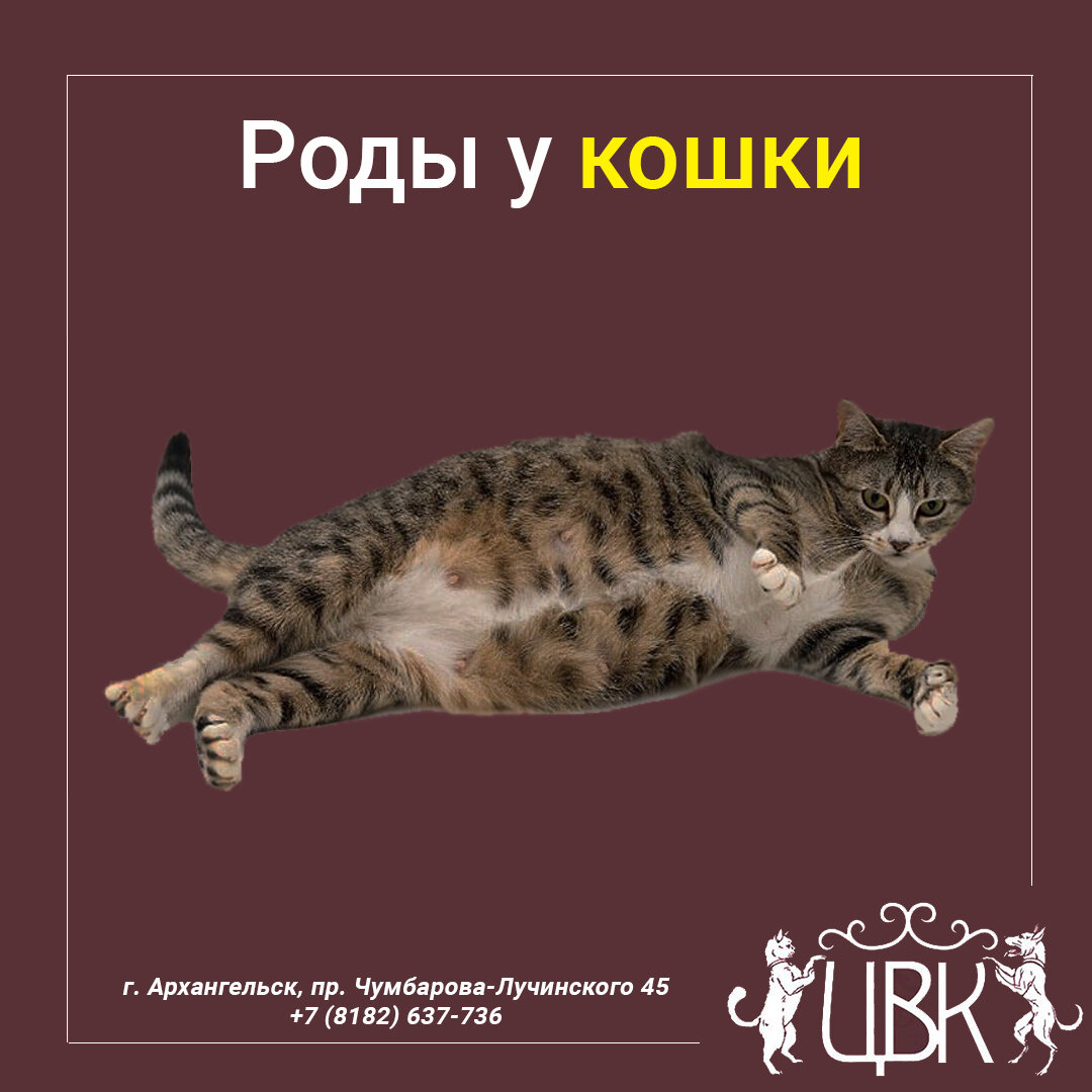 Как принять роды у кошки