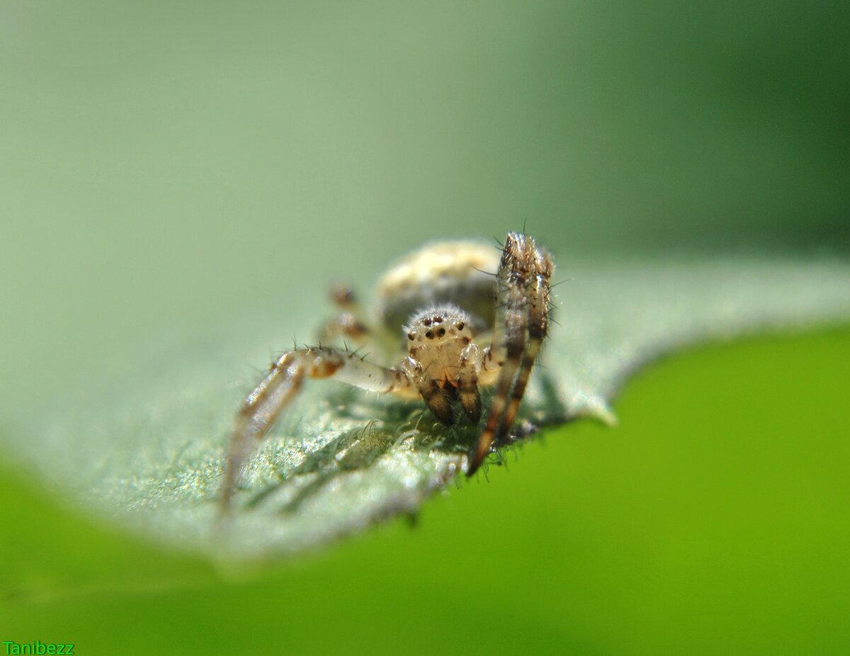 Olios sericeus. Ria.City - городские новости