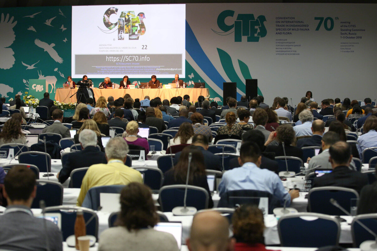 Delegates in plenary during the morning session