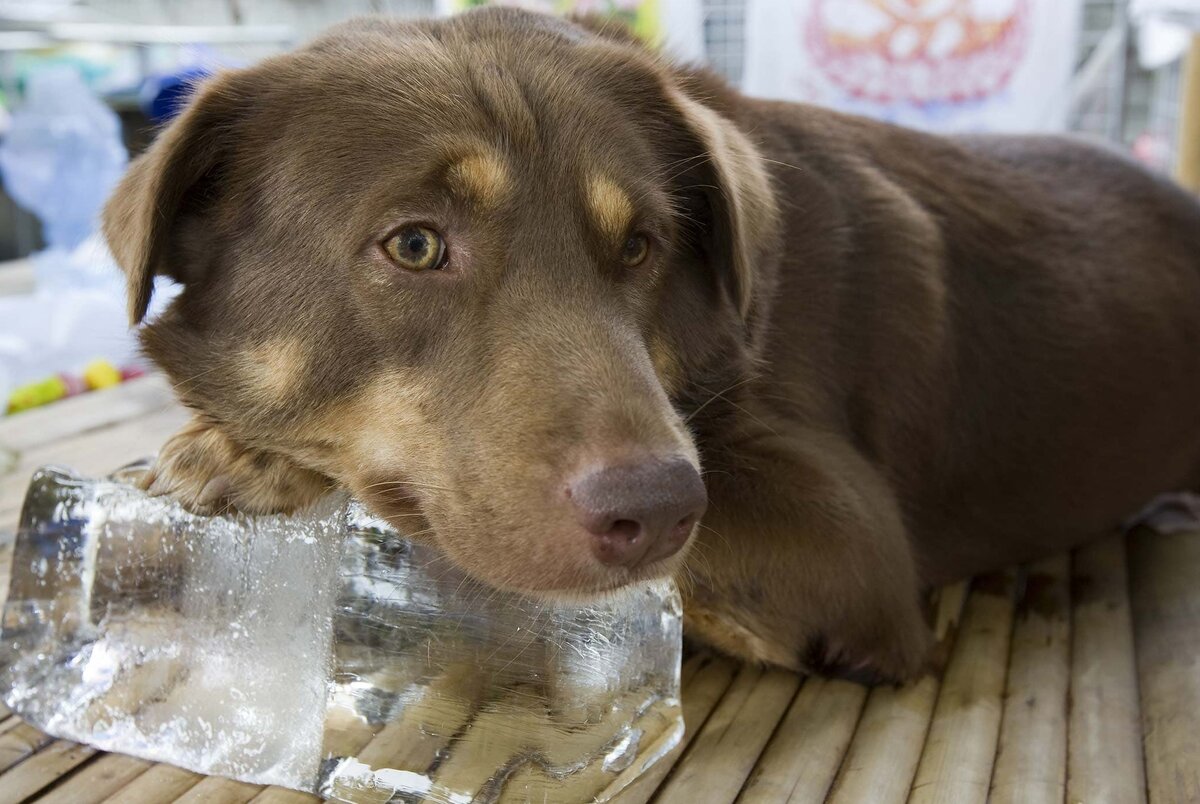 Первая помощь собаке при обморожении и тепловом ударе | Собаки |  Dogsacademy.ru | Дзен