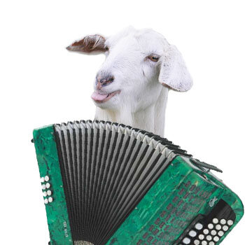 Источник фото: https://ne-kurim.ru/forum/attachments/koza-s-bayanom-jpg.640364/