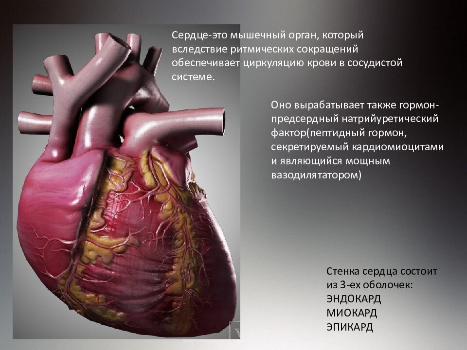 Здоровье сердца мужчин за 40. Кардио тренировка для крепкого сердца.