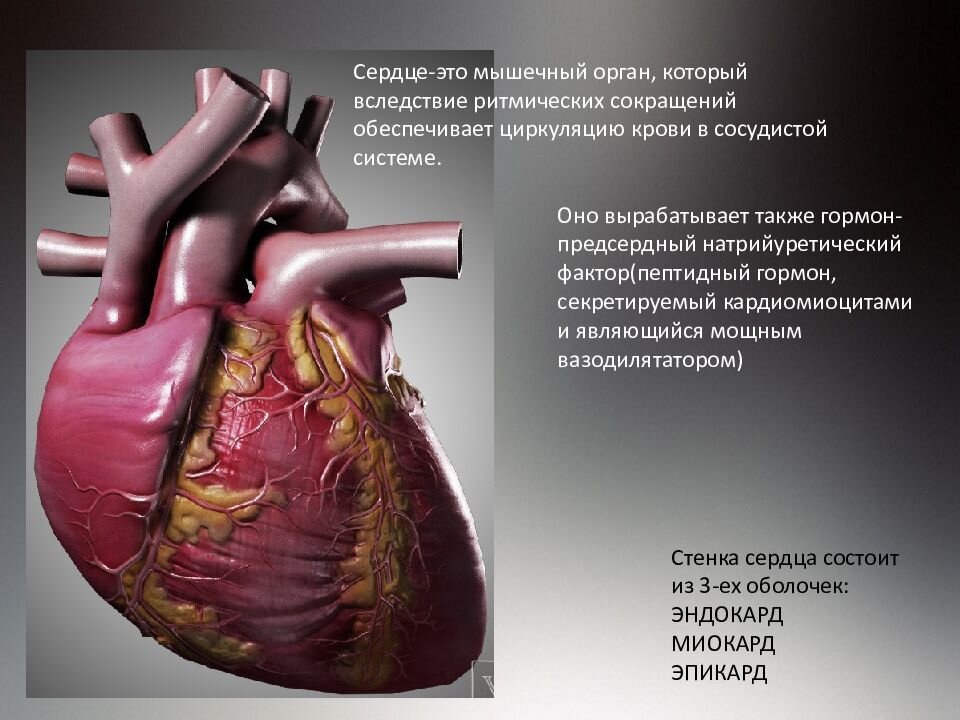 Патологии сердечной мышцы