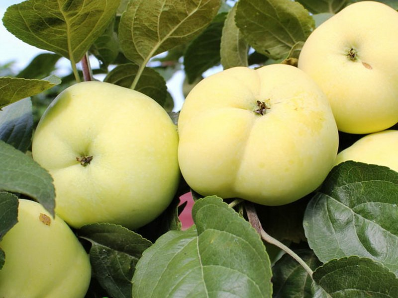 Сорта яблонь для Сибири: описание лучших вкусных и зимостойких сортов, карликовых и других видов