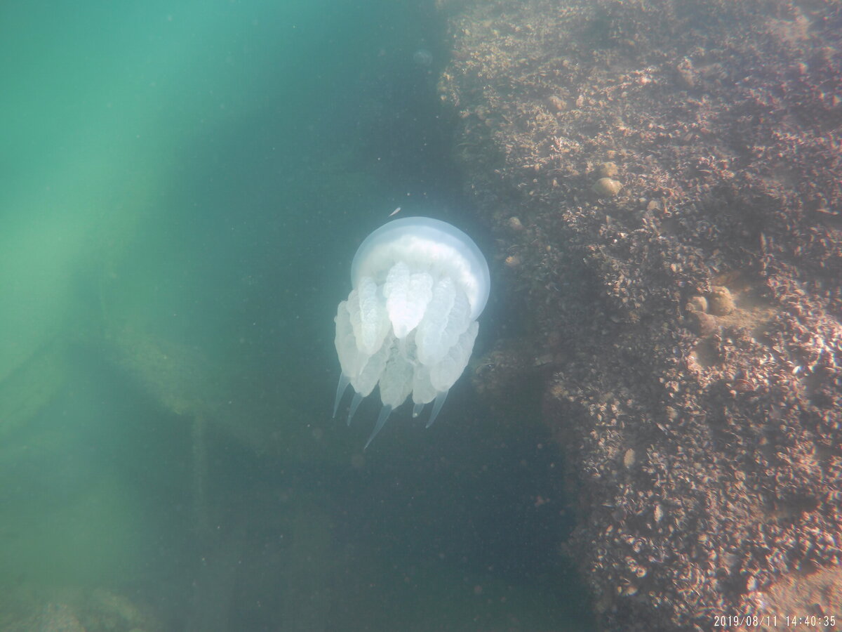 ядовитая медуза в черном море