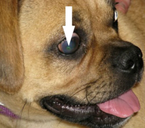 Как вылечить бельмо на глазу у домашней собаки?