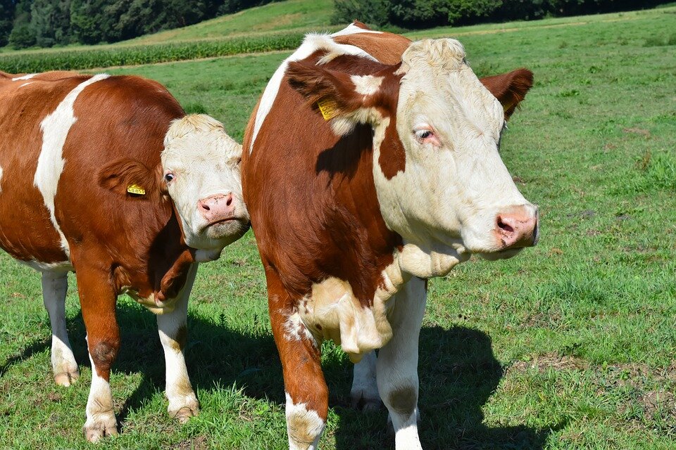 Вот они могут питаться травой. Я нет