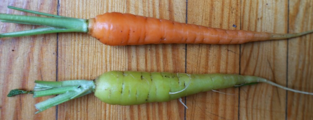 Морковка позеленела. Можно ли ее есть?