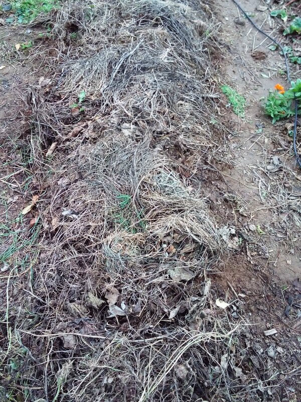 Вместо осенней перекопки лучше и проще грядки замульчировать, тогда весной их даже рыхлить не придется