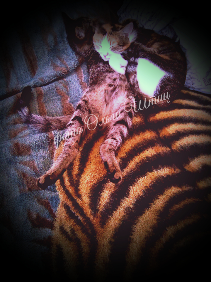 Кошка Муся и кот Бурик. Фото Ольги Штиц