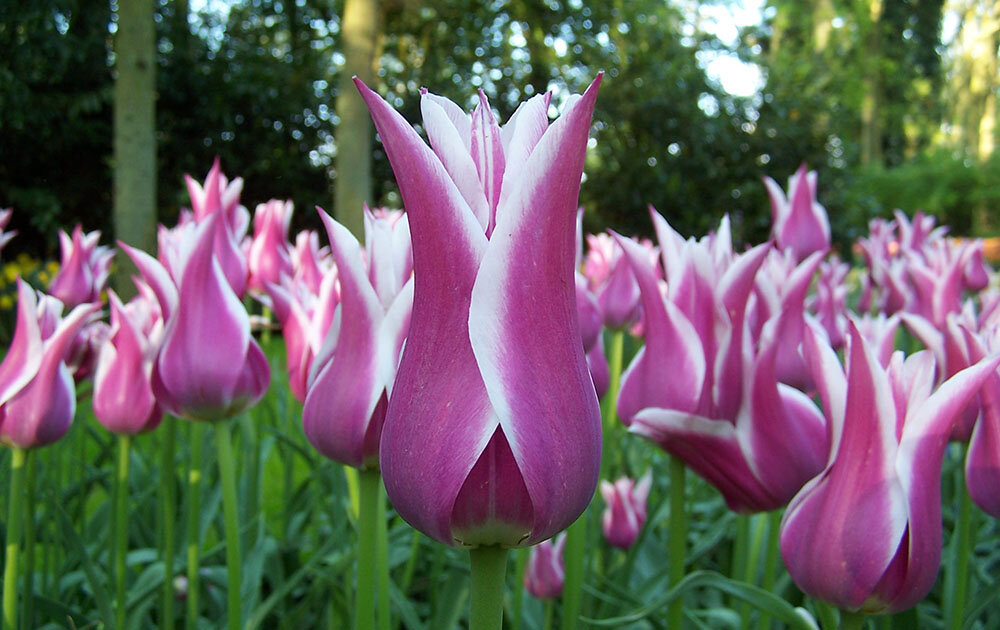 Лилиецветные тюльпаны