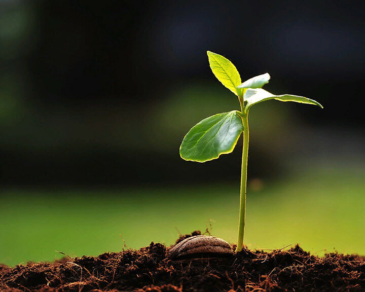 Источник; картинка из яндекса.