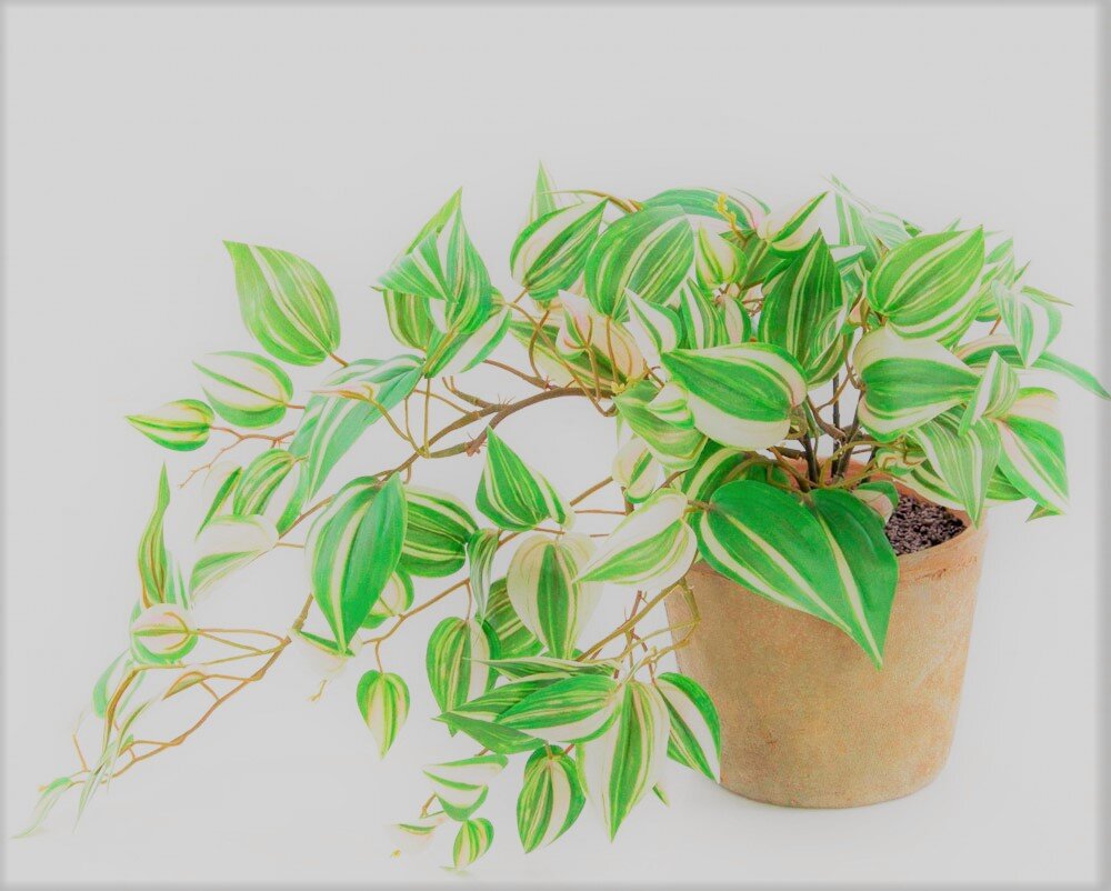 This evergreen herb is distinguished by original variegated leaves. Moreover, their color depends on the type of flower and varies from purple to almost white. So, if you want to decorate your collection of pets, be sure to look at tradescantia!