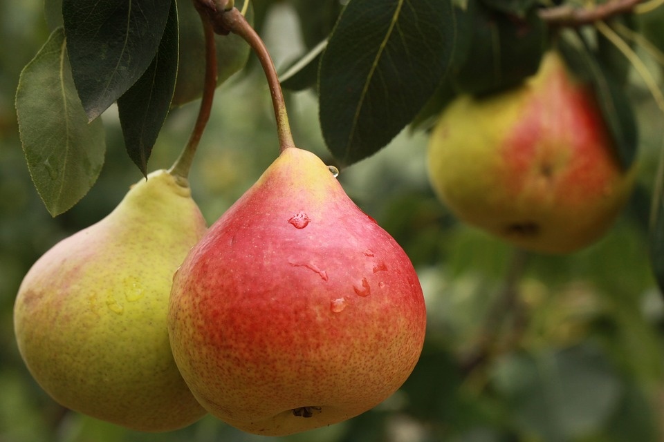 https://cdn.pixabay.com/photo/2017/05/09/11/02/pear-2297977_960_720.jpg