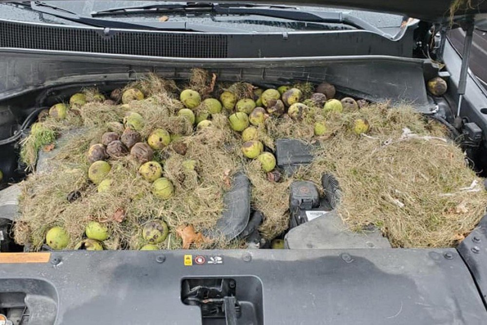 Фото: @persic2003 / Facebook.com