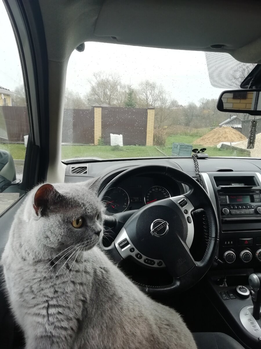 Обычно, кошки не любят путешествия, это сильный стресс для животного, однако есть исключения.  