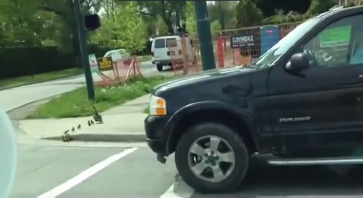 Утка с утятами переходит дорогу