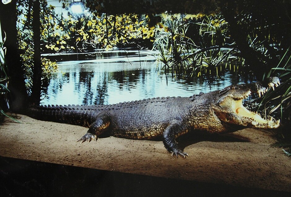 Чучело крокодила в музее и картинной галереи Северной Территории. Фото с www.abc.net.au.