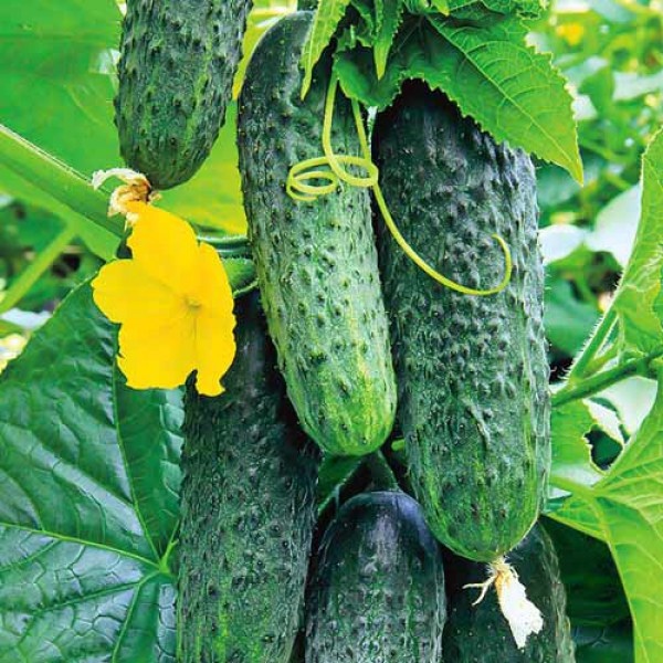 источник https://s-lopatoy.ru/files/cms/common/semog134_1.600x600_frame.jpg