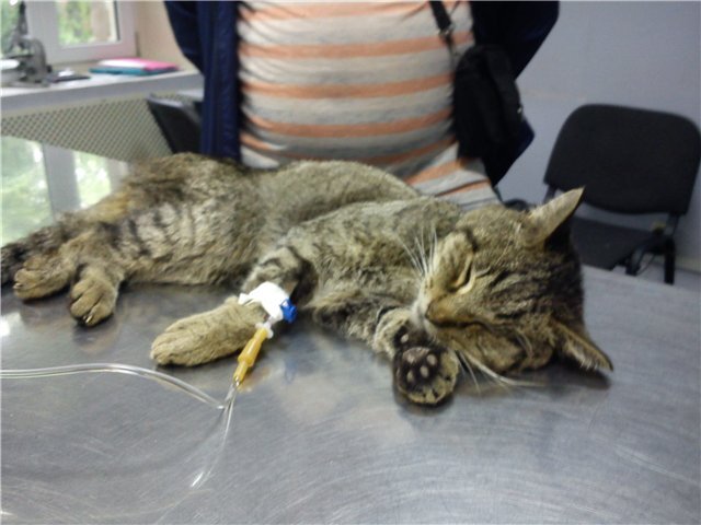 Мифы инфузионной терапии животных