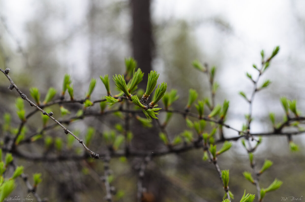 Каждое утро замечаем, как пробуждается природа