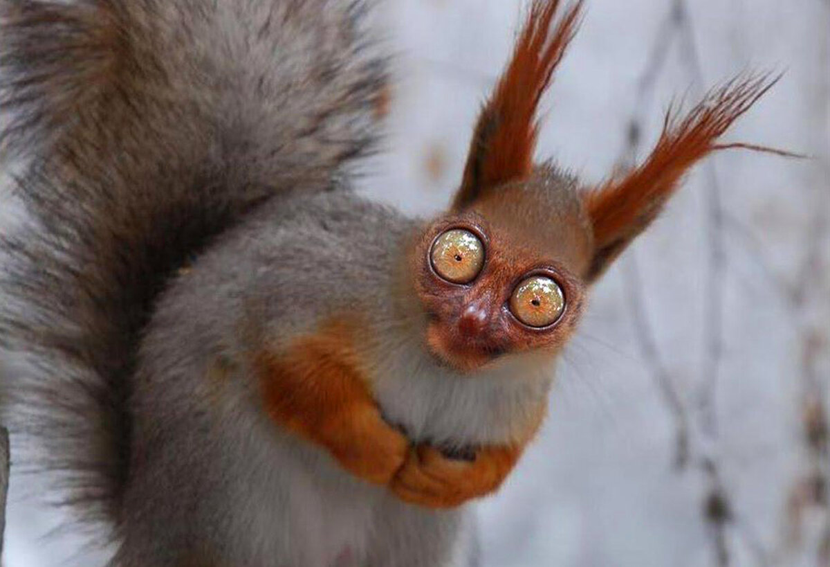 Изображение из открытого доступа