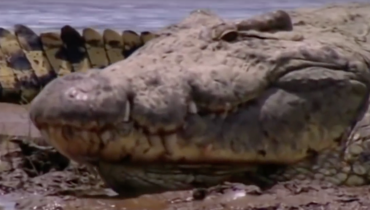 На берегах реки Рузизи в Бурунди скрывается чудовище почти мифических размеров - Густав, людоед-крокодил съел почти 400 человек! Он живёт уже более 60 лет и, его до сих пор никто не смог поймать!-2-3