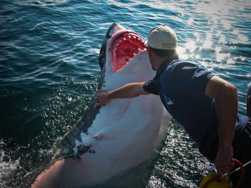 На фото Арнольд Pointer