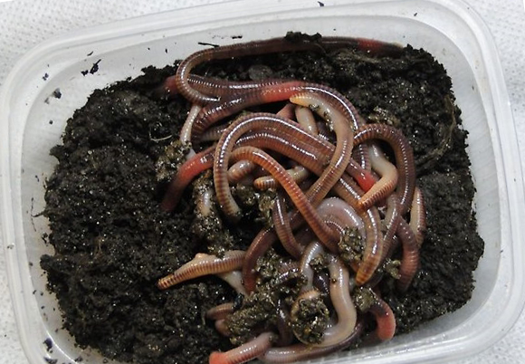 Черви для рыбалки
