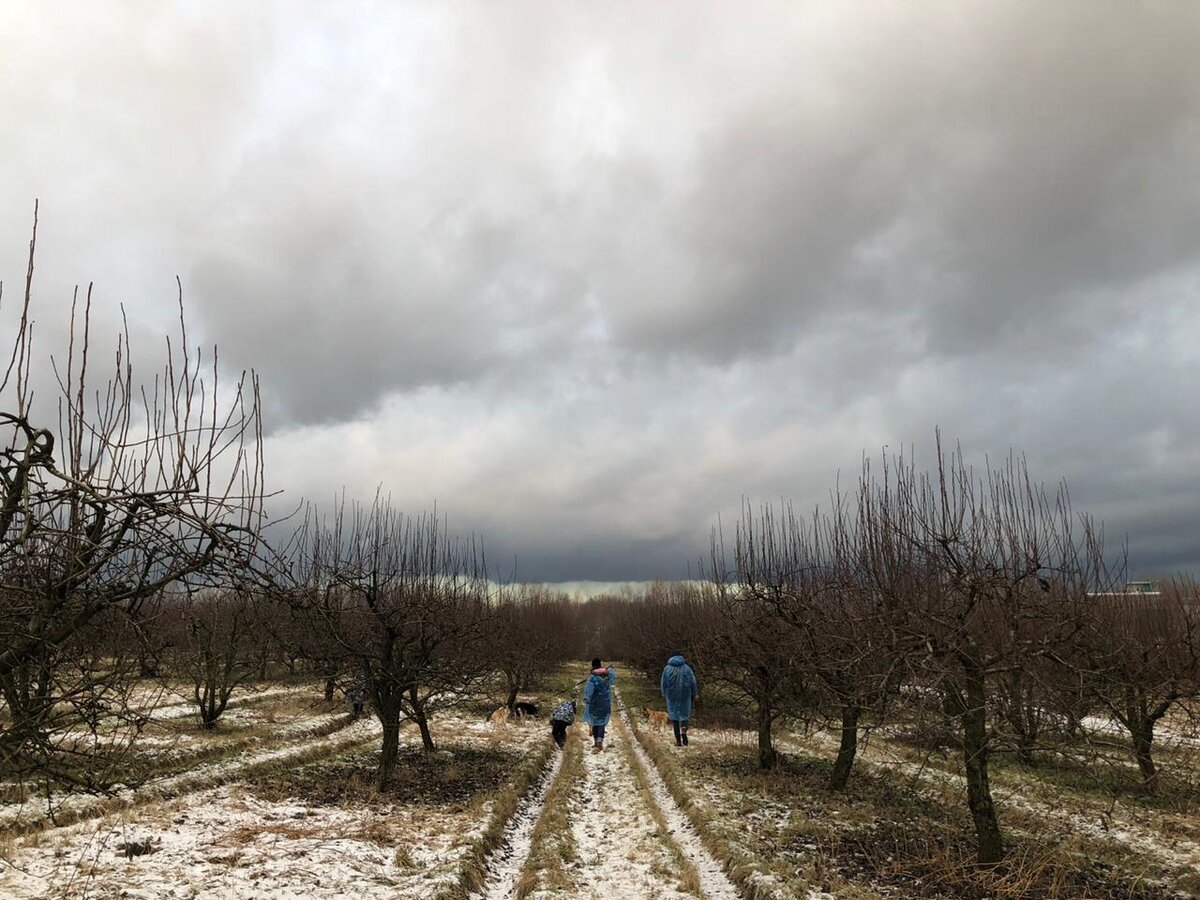 Грушевый сад на территории приюта