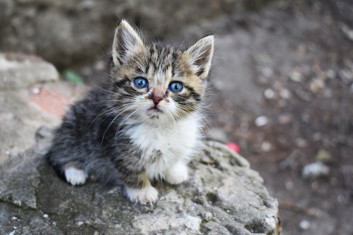 Этот котенок был выброшен на улицу. Наши волонтеры сделали фото, разместили объявление о поиске дома в интернете, и малыш нашел дом!