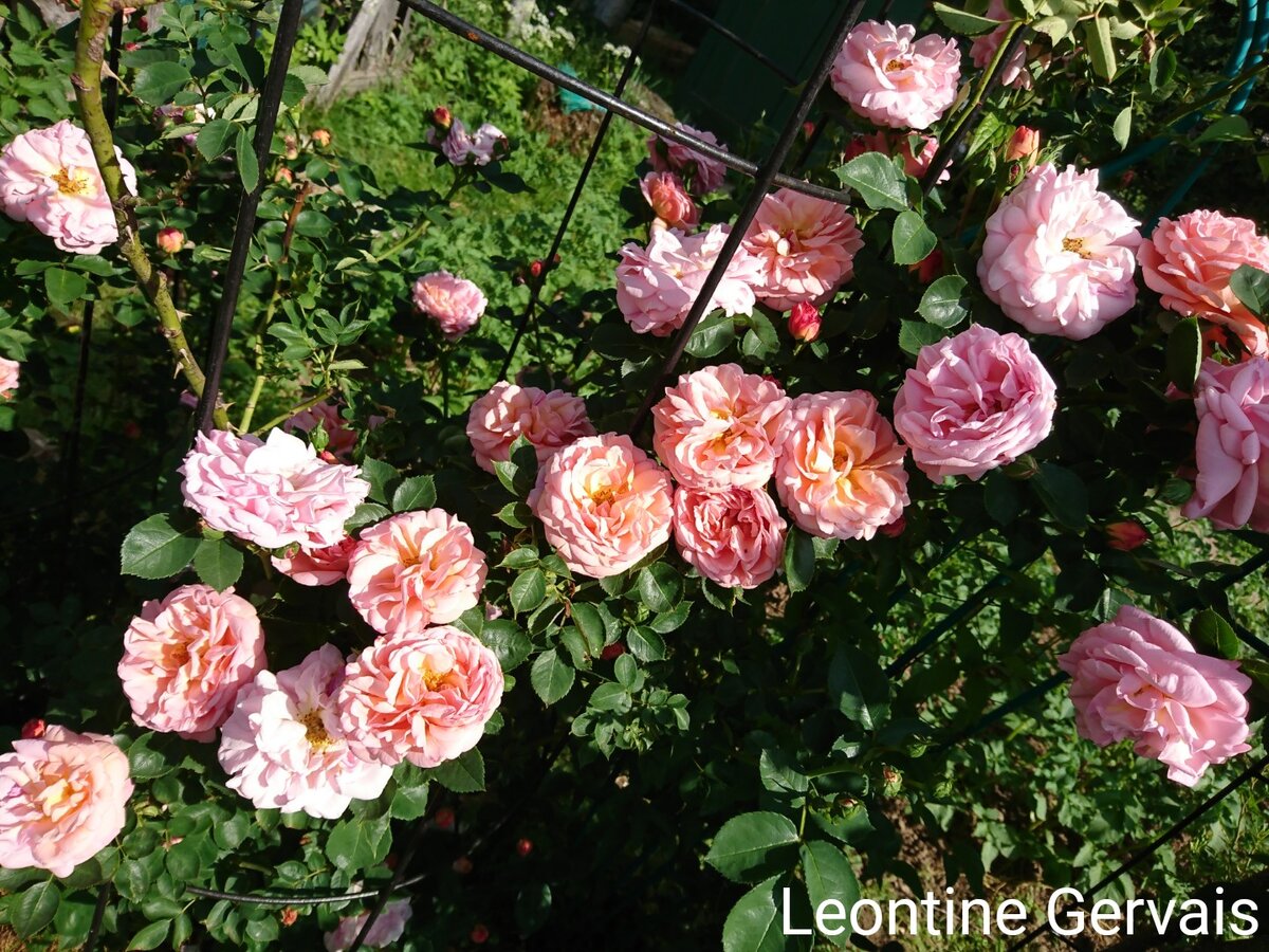 Leontine Gervais 