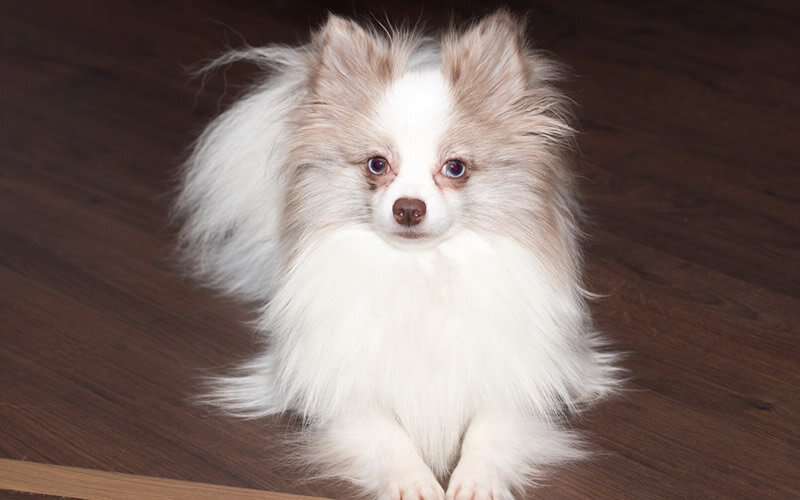 Если такое поведение собаки не доставляет серьезных неудобств, вряд ли стоит его корректировать. Фото @kinologsmirnov.ru