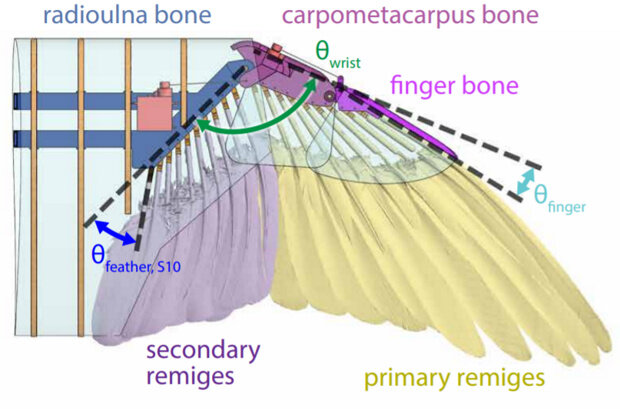 Конструкция искусственного крыла
Eric Chang et al. / Science Robotics, 2020